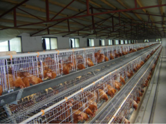  What need to prepare for raising chickens in cages