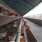 Chicken Egg Layer Cages For Sale