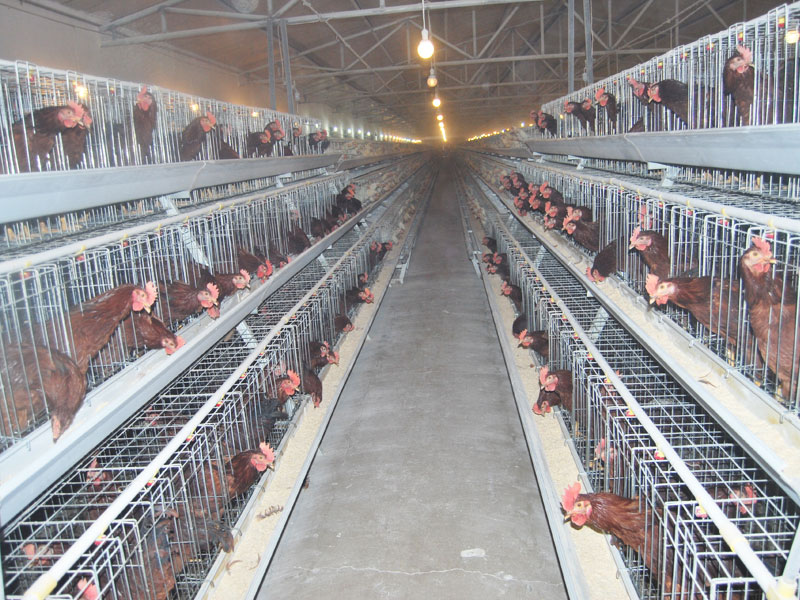 Chicken cage wholesale