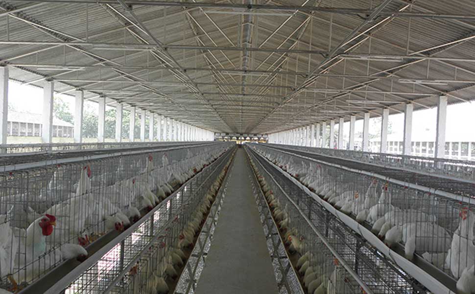 How broiler cage chickens reduce late mortality