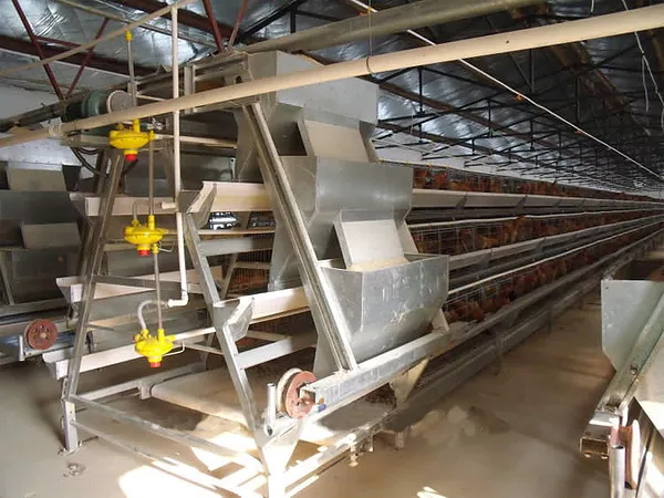 Automatic Feeding System, chinachickencage.com