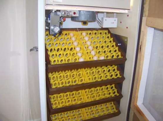  Egg Incubator Advanized