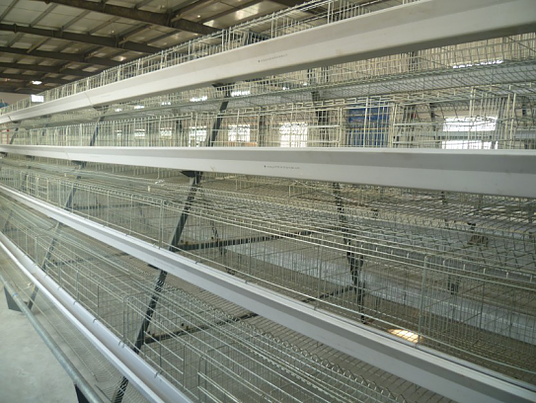 Layer Cage Features for Egg Laying Chicken