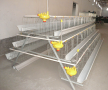 The demand of chicken cage for feeding chicken