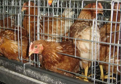  Automatic Cage system for Broilers