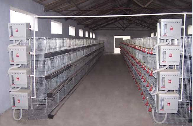  Automatic Cage system for Broilers