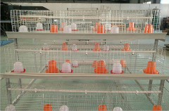  Information Clients Want to Know for chicken cage