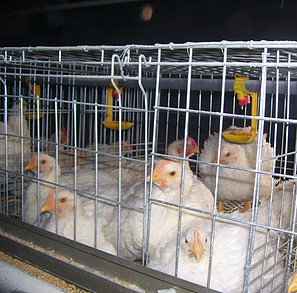  Information Clients Want to Know for chicken cage