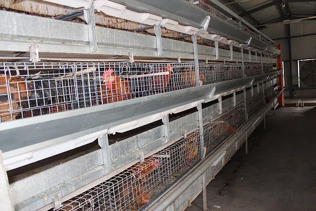  Four points of purchasing broiler cages