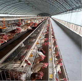 The advantage of breeding with broiler breeding equipment