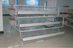  How to prevent foot infection by broiler breeding equipment