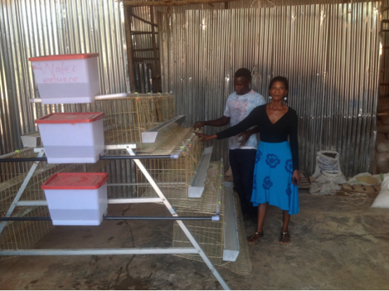 Chicken cages play an important role in raising chickens