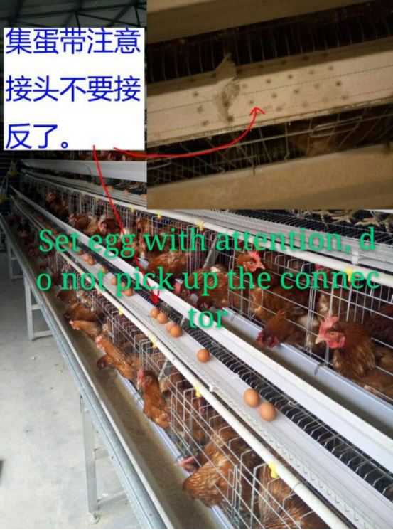  QUNKUN tells you how to install the egg collection system