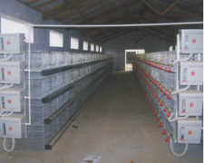  H type Broiler Chicken Cage With High Quality
