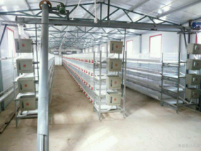  H type Broiler Chicken Cage With High Quality