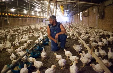 How to start your poultry farm business ?