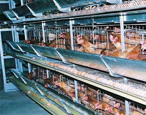 Qunkun® is Chicken cage equipment manufacturers