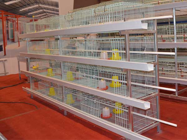 Modern Chicken Cages for Sale in Nigeria With High Quality