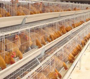 Broiler Cage Farming Equipment