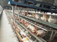 Free Chicken Layer Cage Farm Design