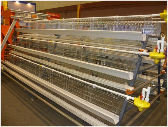 What is the durability of the corrosion-resistant chicken cage?