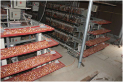 The introduction of the automatic egg collection systems