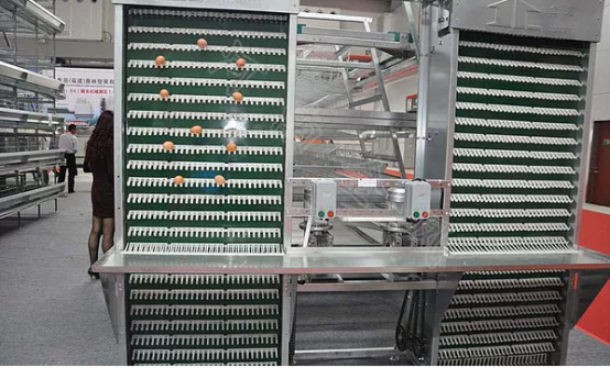 Why choose qunkun’s automatic egg collection system?