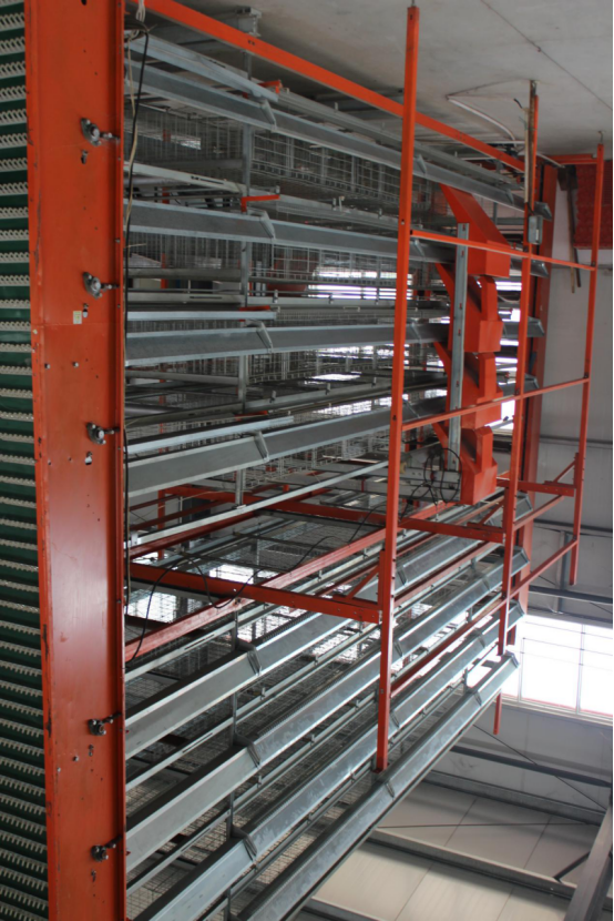 Why choose qunkun’s automatic egg collection system?