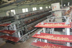 What are the parts of layer egg collection system? What are the characteristics of each?