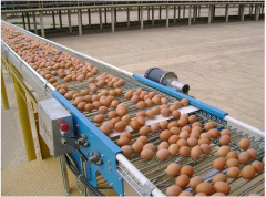 Chicken house is not prefect without an egg collection system