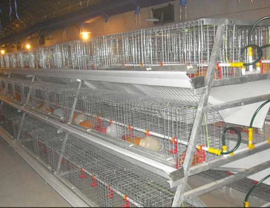 Broiler cages for sale