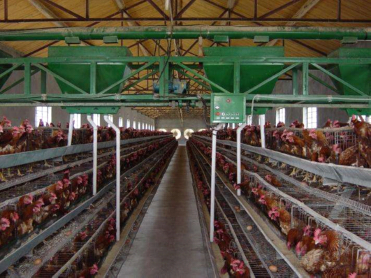 Broiler cages for sale