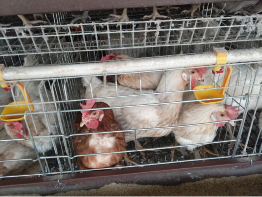chicken layer cage design