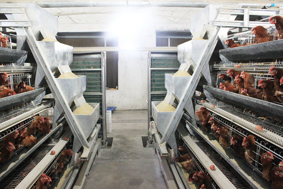 layer cage Poultry layer cage design