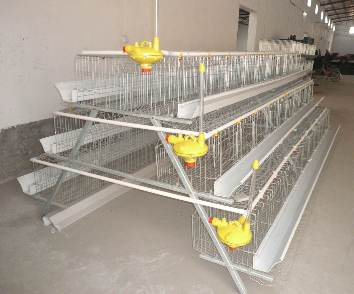 Layer cages are the most used equipment for poultry farming.