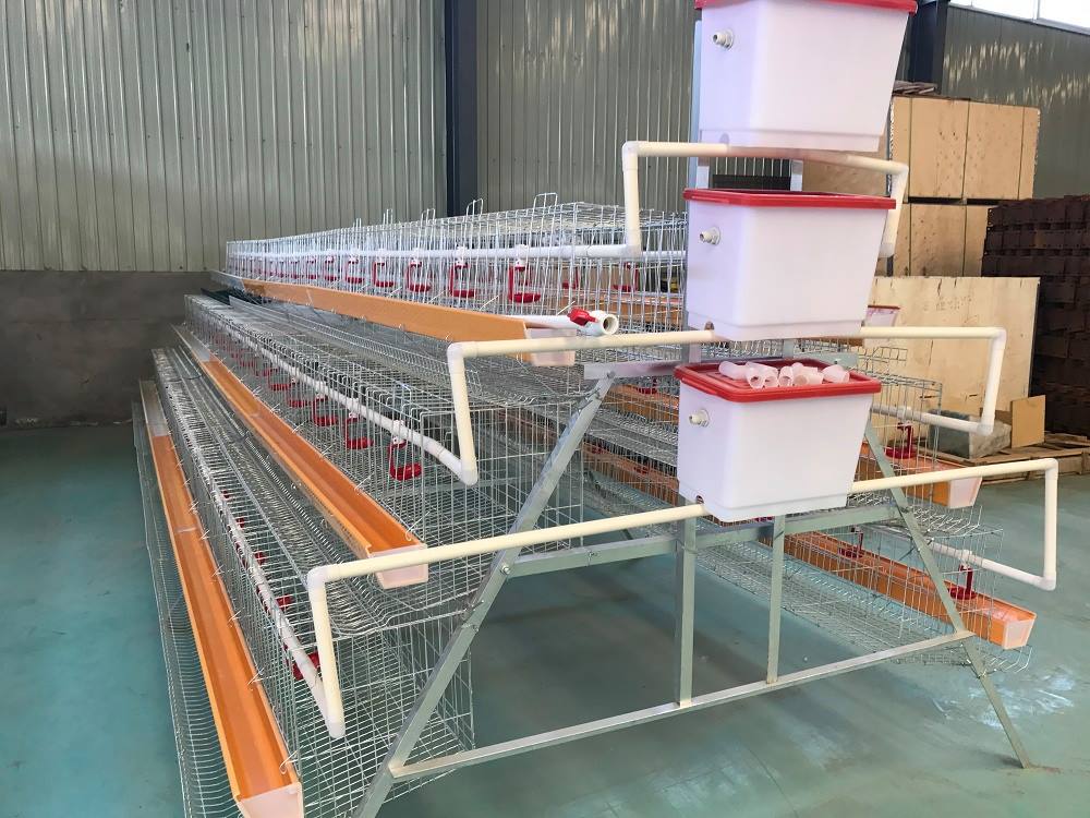 What is the effect of chicken cage on chicken?