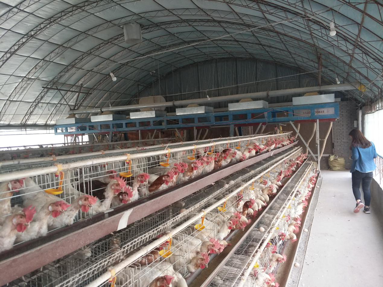 How can hens produce more eggs. How can hens produce more eggs.