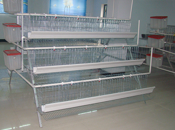 layer cage How can hens produce more eggs.