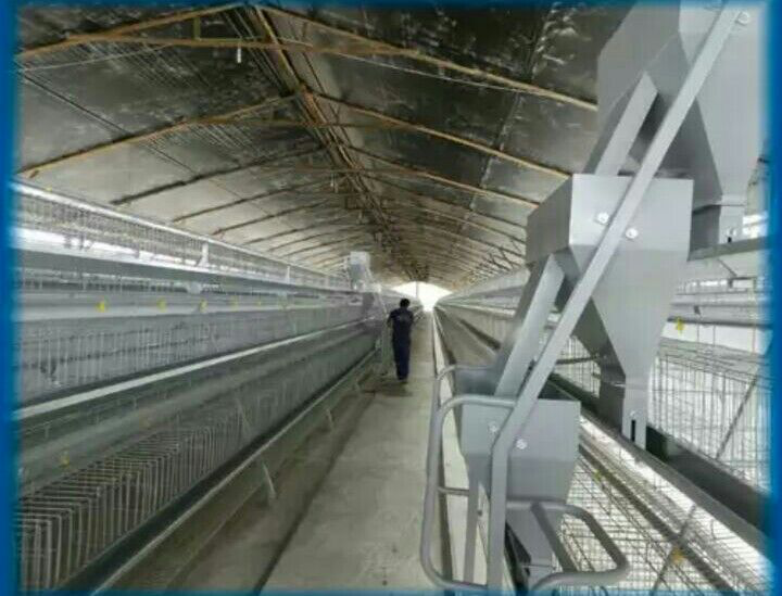 Chicken cages images
