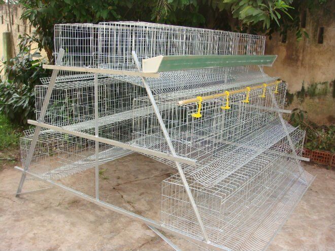 Cage dimensions discount