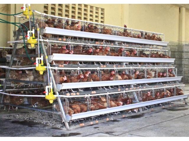 Provide you with precise chicken battery cage dimensions