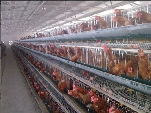Chicken cages for sale in pakistan