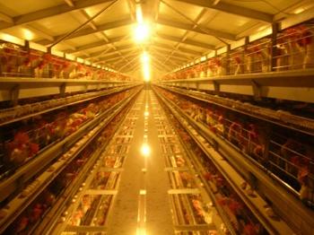 What are the advantages of chicken cages?