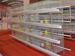 Advantages of the Chicken Battery Cages For Sale