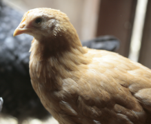 Mixing New and Old Chickens