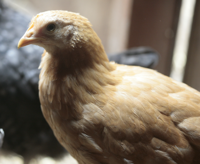 Mixing New and Old Chickens