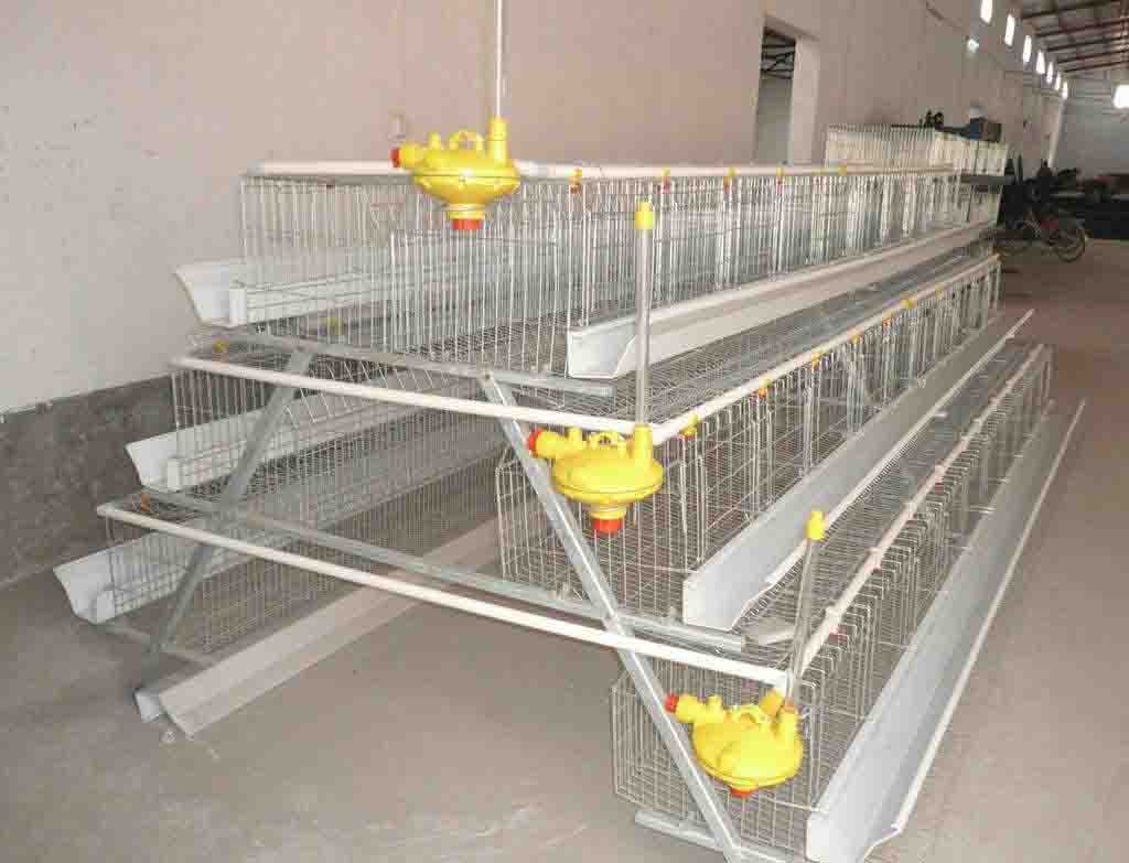 Chicken Cage