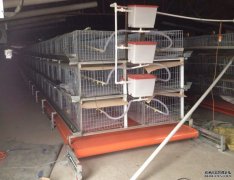 How should broiler cages be cleaned and disinfected?