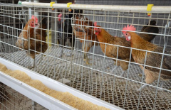 What are the advantages of broiler cages?