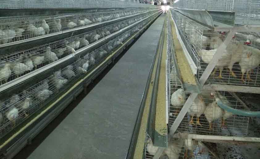 Broiler Cage